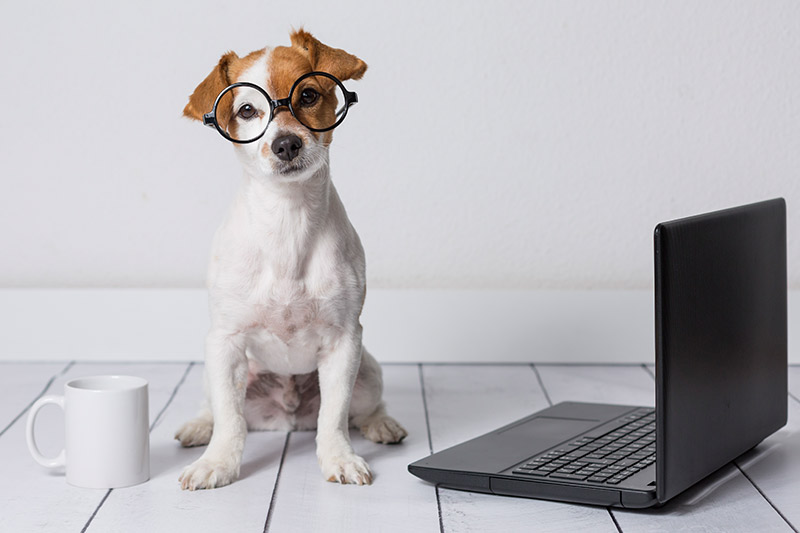 Eskişehir Köpek Eğitim