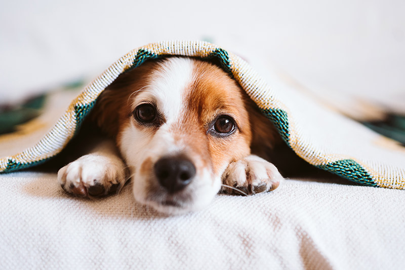 Eskişehir Köpek Oteli ve Pansiyonu